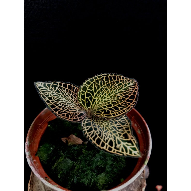 Macodes petola